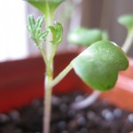 Kale seedling