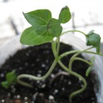 Morning glory seedling