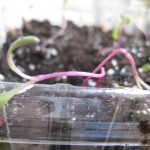 Rainbow chard seedlings