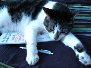 crossword cat