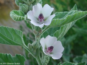 marsh mallow