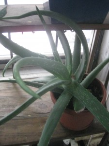 aloe plant