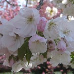 cherry blossoms