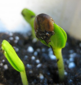 melon seedling