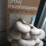 mushroom box