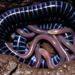 caecilian