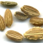 seeds1