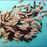 seeds9