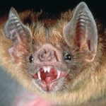 vampire bat