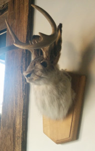 jackalope