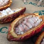 cacao