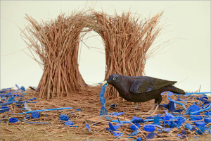 A bowerbird and his collection of blue.