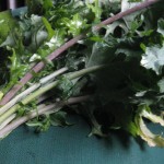Russian kale