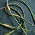 Garlic scapes